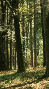 Predaj lesný pozemok,Prešov